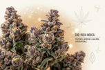 Indica CBD Flower Explained: Effects, Terpenes & Best Uses